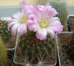 Acanthocalycium violaceum