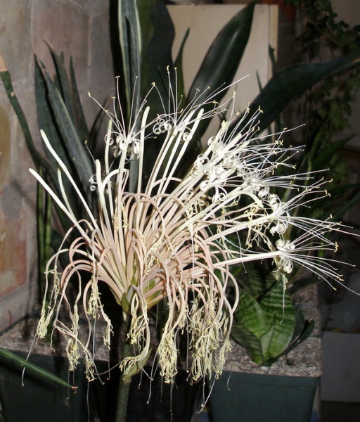 Файл:Sanseviereia kirkii Iv.jpg
