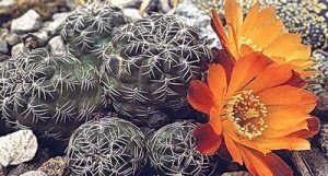 Sulcorebutia camargoensis -2.jpg