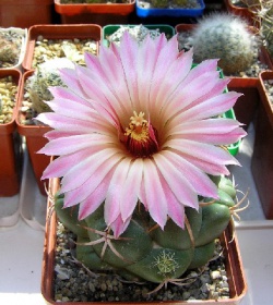 Coryphantha elephantidens