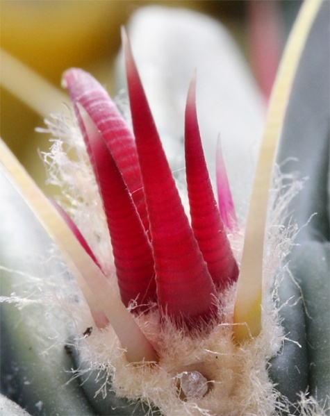 Файл:Ferocactus sp. Kolesn.jpg