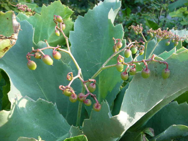 Файл:Cyphostemma bainesii Tim.jpg