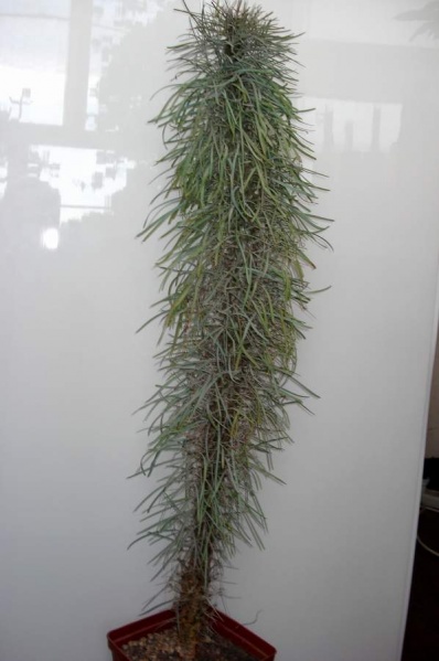 Файл:Didierea madagascariensis 1.JPG