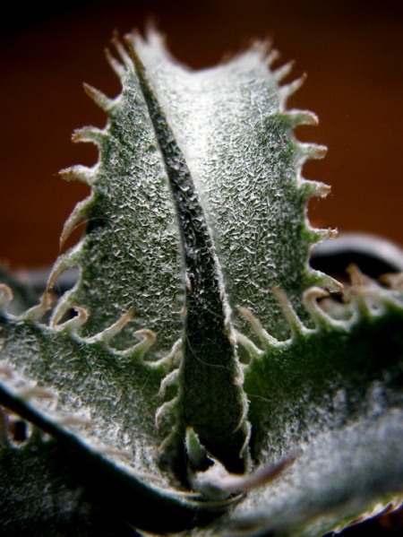 Файл:Dyckia marnier-lapostollei Paz.jpg