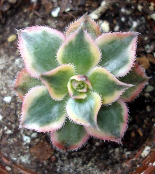 Файл:Aeonium cv. 'Sunburst' Iv.jpg