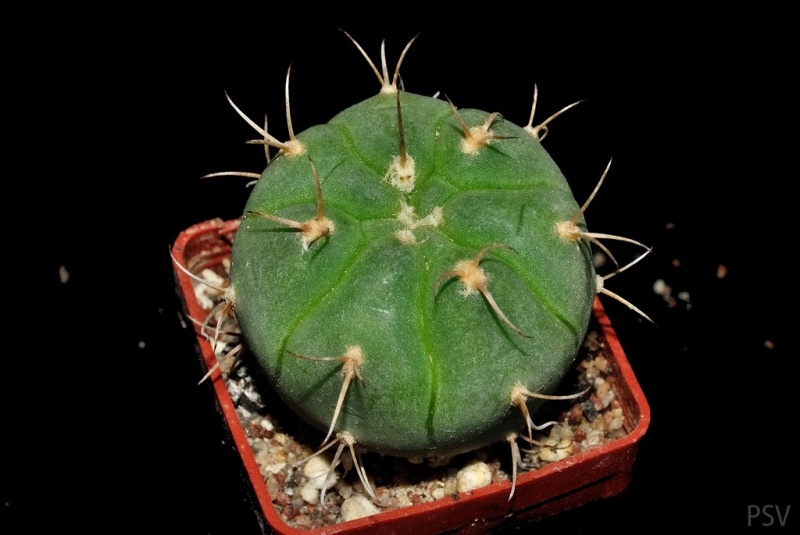 Файл:Gymnocalycium bayrianum SPr.jpg