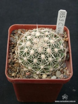 Coryphantha sulcata SB 389