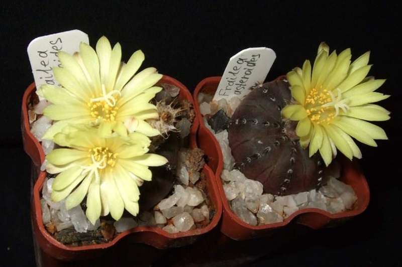 Файл:Frailea asterioides D-nv.jpg