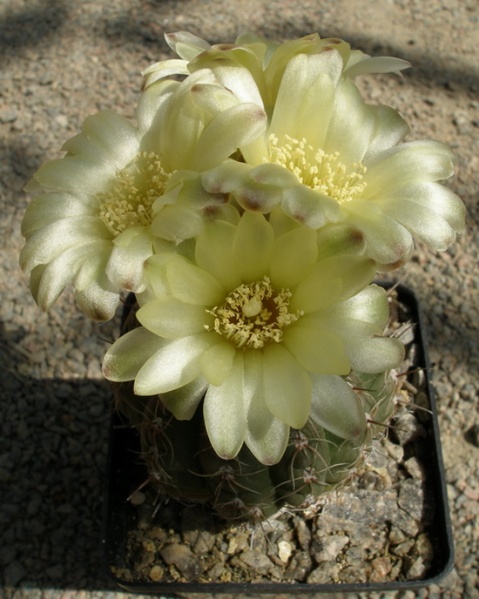 Файл:Gymnocalycium andreae1Iv.jpg