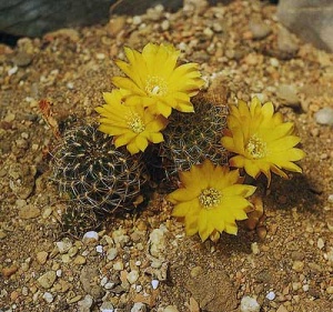Sulcorebutia vargasii2.jpg