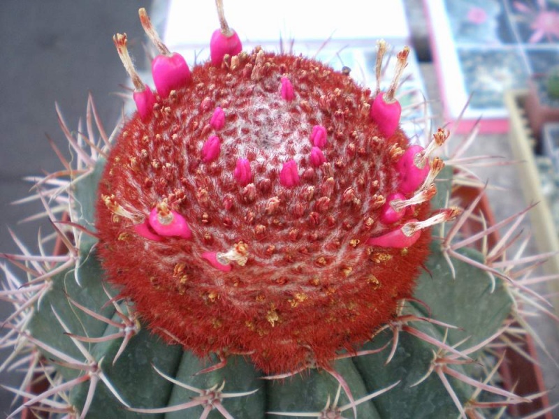 Файл:Melocactus neryi ceph Tit.jpg