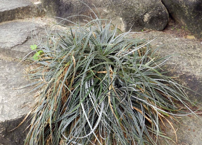Файл:Puya sp..jpg