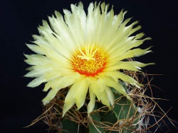 Astrophytum senile v. aureum