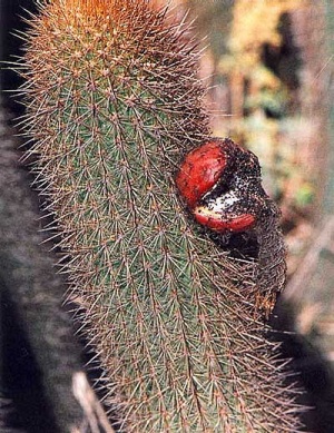 Echinopsis-bolligeriana.jpg