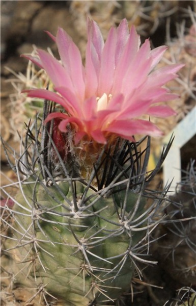Файл:Horridocactus echinus Der.jpg