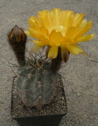 ACANTHOCALYCIUM glaucum