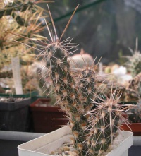 CYLINDROPUNTIA rosarica