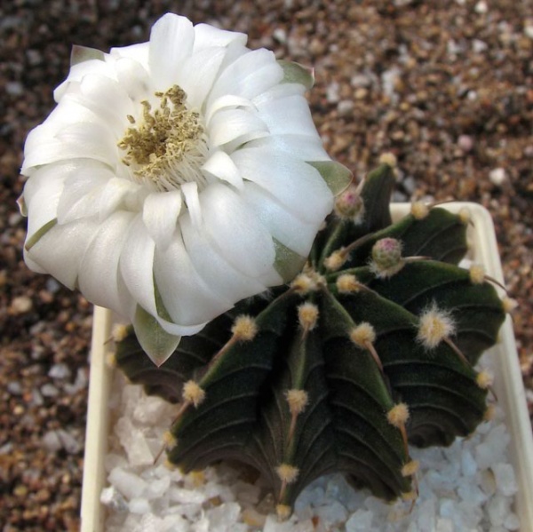 Файл:Gymnocalycium friedrichii lb 2178.jpg