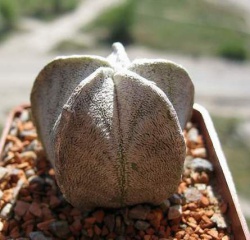 Astrophytum coahuilense