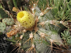 Astrophytum ornatum