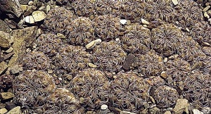Sulcorebutia camargoensis -1.jpg