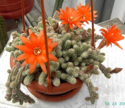 CHAMAECEREUS silvestrii