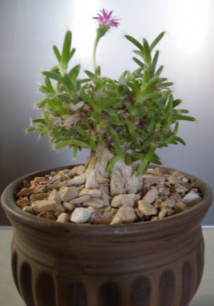 Файл:Trichodiadema densum.jpg