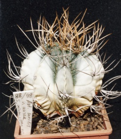 Astrophytum senile v. aureum