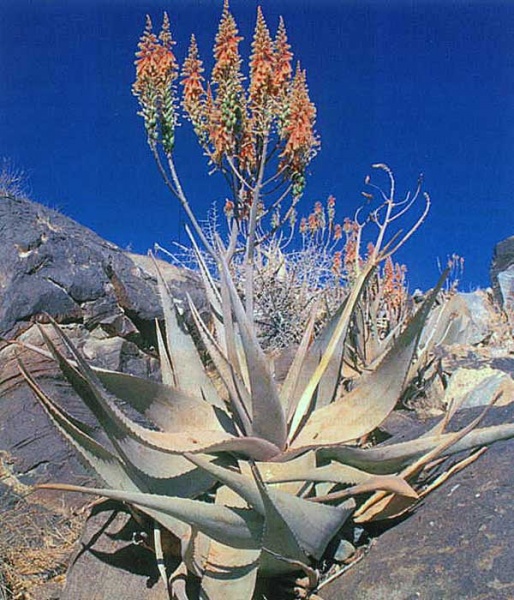 Файл:Aloe-lanata-2.jpg
