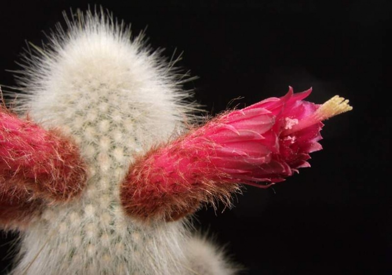 Файл:Cleistocactus strausii flower d-nv.jpg
