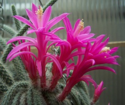 Aporocactus flagelliformis