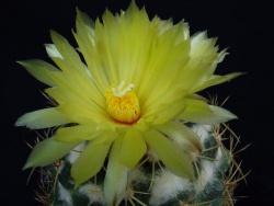 Coryphantha sulcolanata