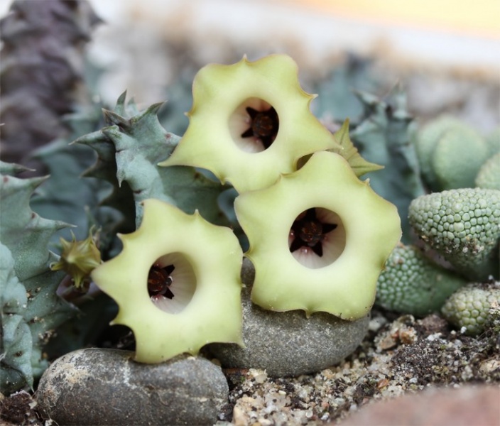 Файл:Huernia quinta Kolesn.jpg