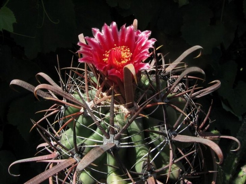 Файл:Ferocactus recurvus Fomenko.jpg