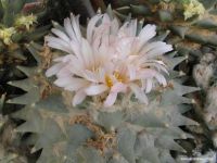 Ariocarpus furfuraceus.jpg