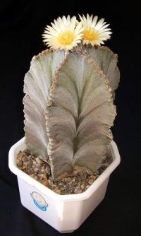 Astrophytum myriostigma columnare D-nv.jpg