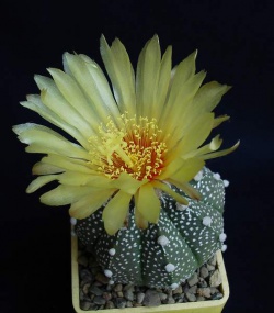 ASTROPHYTUM x ascap