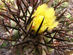 Copiapoa lembckei