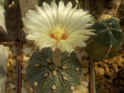 Astrophytum asterias