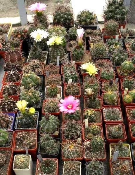 Файл:Gymnocalyciums Iv.jpg