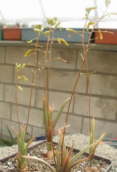 Файл:Bulbine margarethae 1.jpg