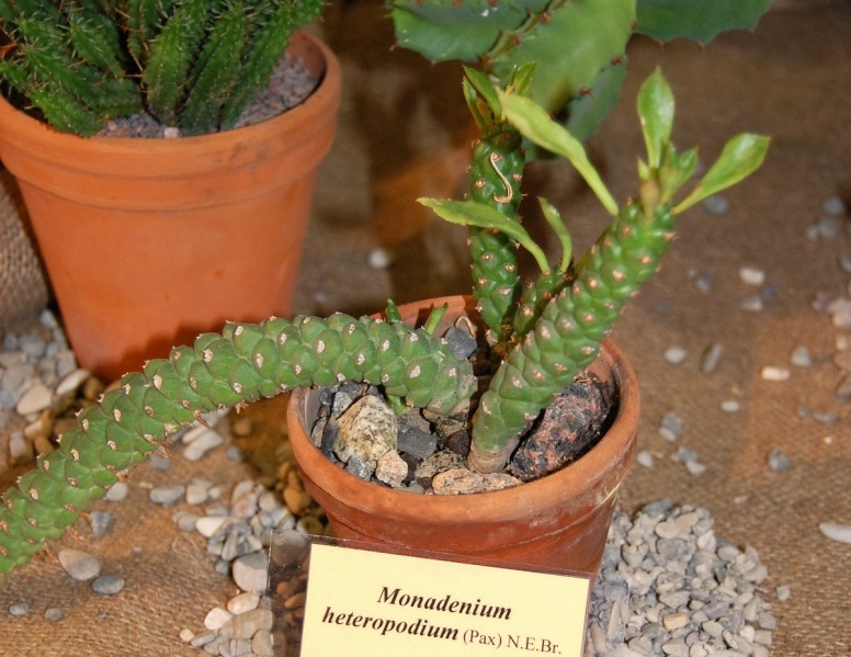 Файл:Monadenium heteropodium (Pax.) N.E.Br.jpg