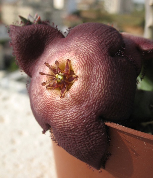 Файл:Stapelia-revoluta2.jpg