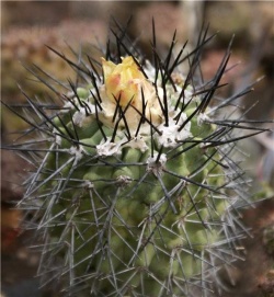 COPIAPOA montana