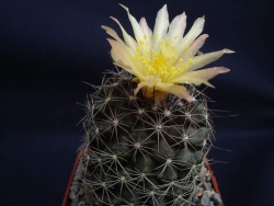 Copiapoa pendulina