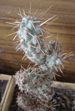 CYLINDROPUNTIA prolifera