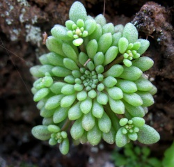 http://www.cactuskiev.com.ua/mediawiki/images/thumb/c/c3/Monanthes_minima_Doli.jpg/250px-Monanthes_minima_Doli.jpg