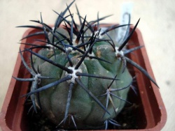 Copiapoa echinoides var. dura