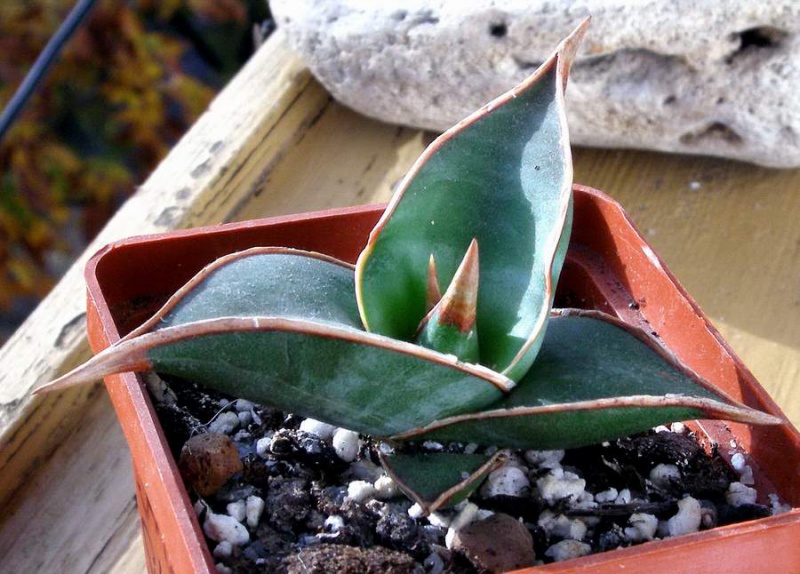 Файл:Sanseveria pinguicula VV.jpg