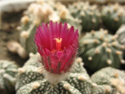 Astrophytum asterias cv. 'Rote Bluete'